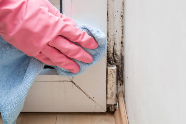 Professional Mold Remediation in Otterbein, IN